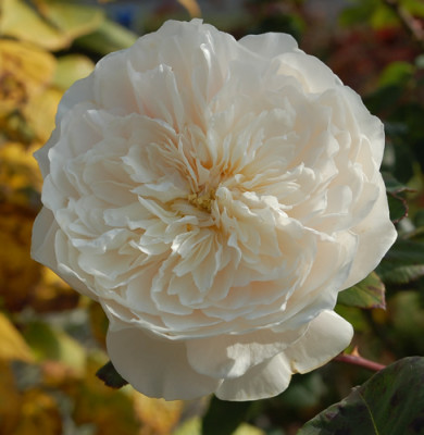 Sombreuil_0010__0552.jpg