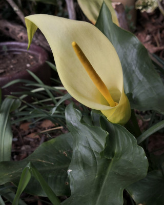 Arum creticum