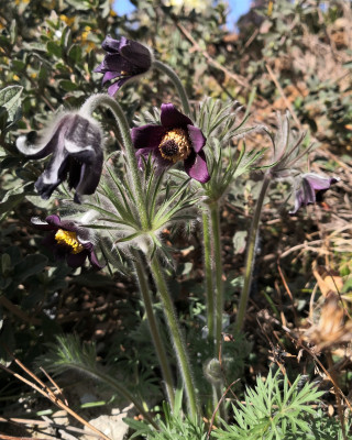 Pulsatilla rubra ssp. hispanica