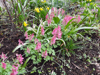 Corydalis solida Beth Evans