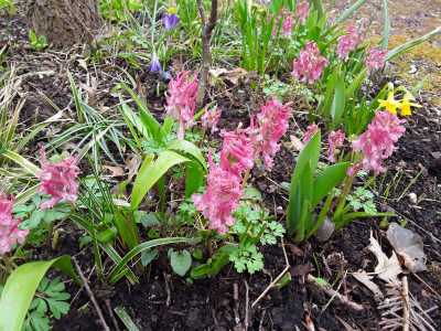 Corydalis solida Beth Evans