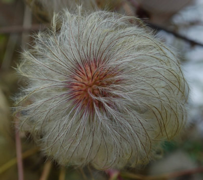 Clematis_0011__0492.jpg