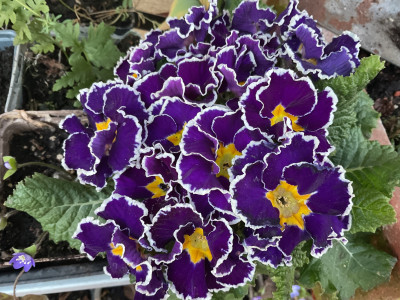IMG_0051.jpeg