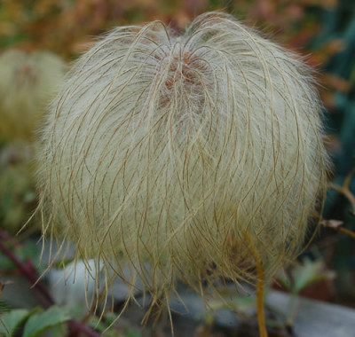 Clematis_0012__0494.jpg