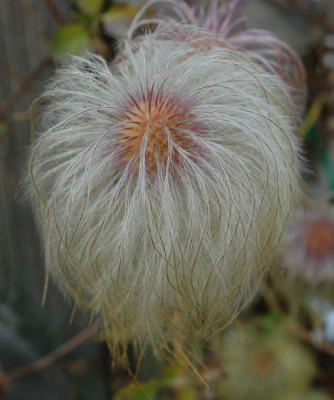 Clematis_0013__0495.jpg