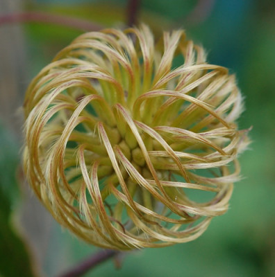 Clematis_0014__0498.jpg