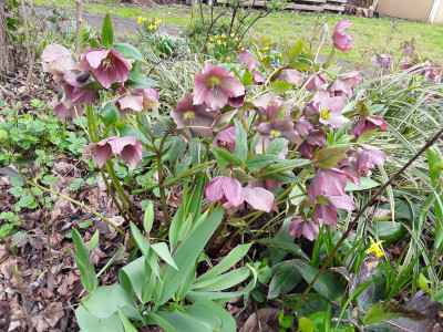 Helleborus orientalis