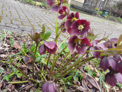 Lenzrose