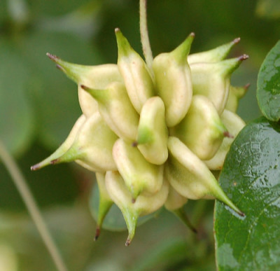 Clematis_0015__0476.jpg