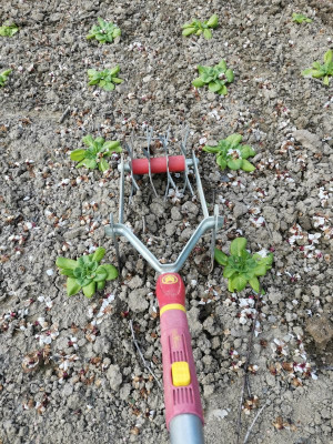 Gartenwiesel Pflanzabstand.jpeg