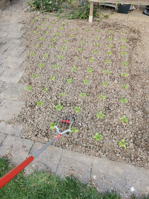 Gartenwiesel Ergebnis.jpeg