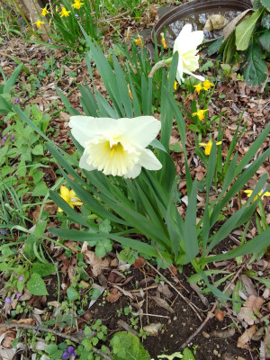 N. Ice Follies