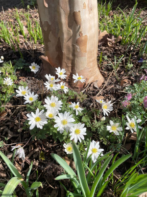 Anemone blanda weiß März 2025.jpg