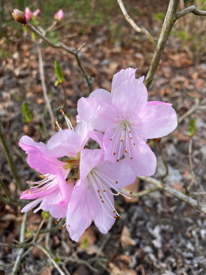 Azalea schlippenbachii März 2025.jpg