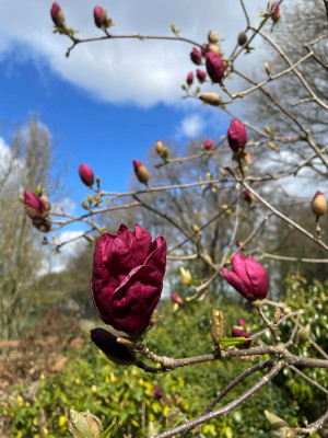 Magnolia Genie März 2025.jpg