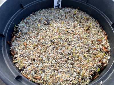 Chionanthus retusus Germination March 2025.jpg