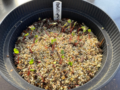 Parrotiopsis jacquemontiana Germination March 2025.jpg