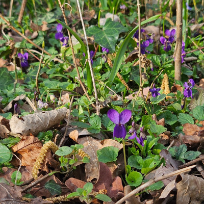 Viola odorata 20250315_160259.jpg