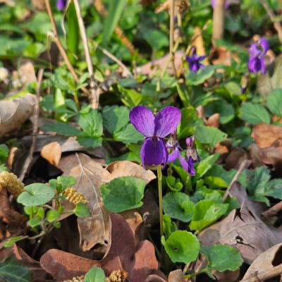 Viola odorata 20250315_160250.jpg