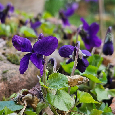 Viola Odorata 'Baronne Alice de Rothschild' 20250311_151810.jpg