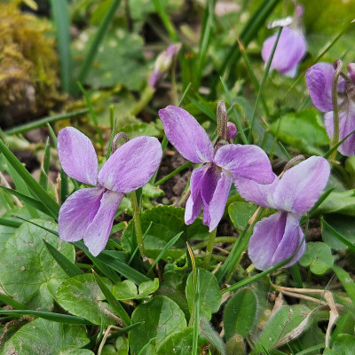 Viola odorata hell rosa lila 20250311_151855.jpg