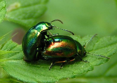 Chrysolina_fastuosa_-_Ovalaeugiger_Blattkaefer_02.jpg