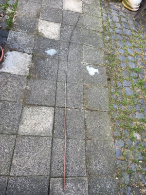 220 cm Apfel Wasserschoss