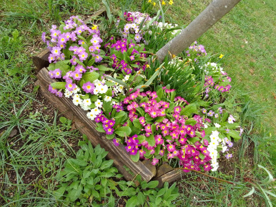 Primula vulgaris