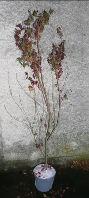 katsua.929.jpg