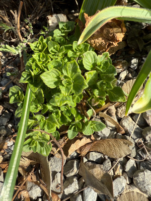 Triumphator aktuell