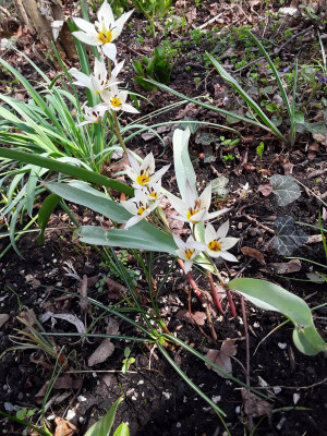 Tulipa turkestanica
