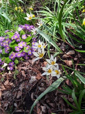Tulipa  turkestanica