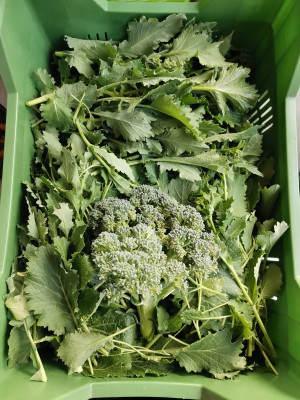 Cime di rapa 150d 20250330.jpeg