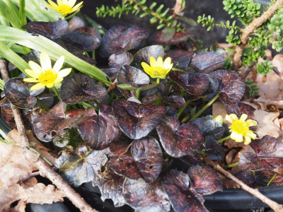 Ranunculus ficaria 'Richval' P3180113.JPG