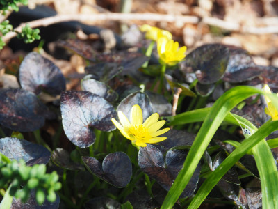 Ranunculus ficaria 'Richval' P3180112.JPG