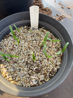 Cornus officinalis Germination April 2025.jpg