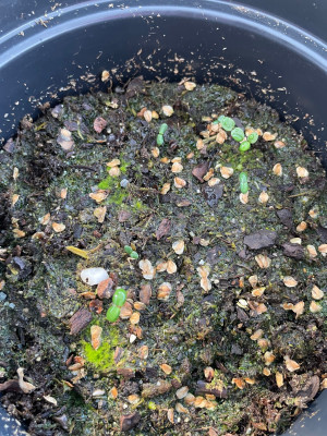 Betula costata Germination April 2025.jpg