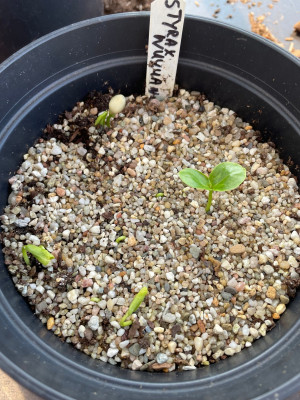 Styrax wuyuanensis Germination April 2025.jpg