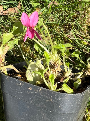 Viola sp. (aff. diffusa  ??? )