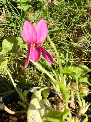 Viola sp. (aff. diffusa  ??? )