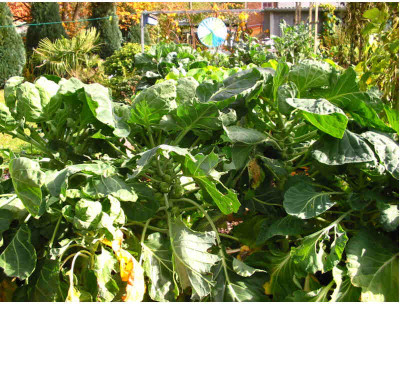 Herbst_Gemuse_4_Rosenkohl.jpg