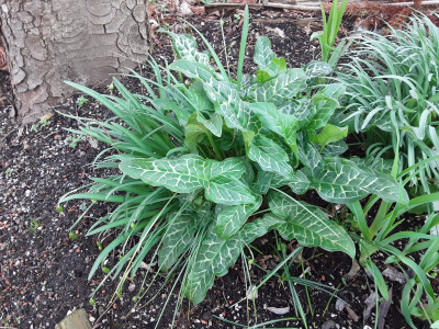 Arum italicum