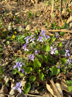 Viola