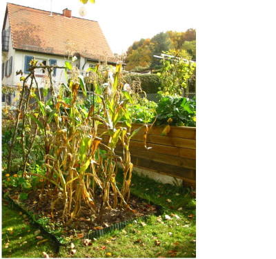 Herbst_Gemuse_7_Zuckermais.jpg