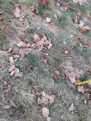 20250403_073848.jpg