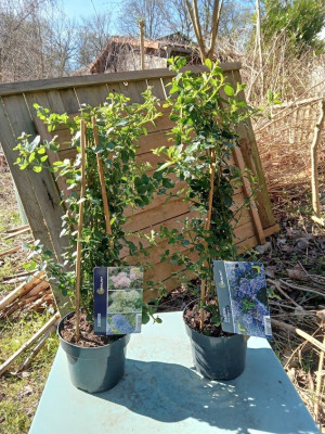 ceanothus.jpg