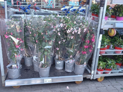 fuchsien.jpg