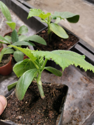 Gurke Rootpower.jpeg