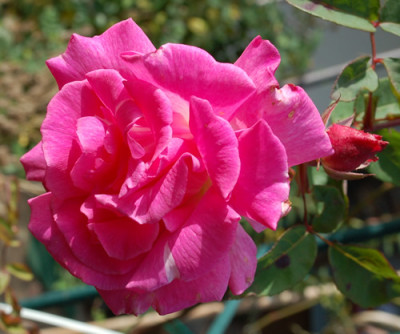 Zephirine_Drouhin_0010___0585.jpg