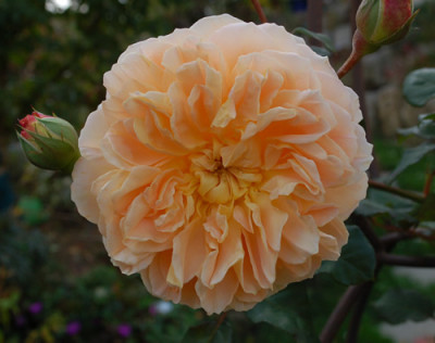 Crown_Prinzess_Margareth_0010__0503.jpg